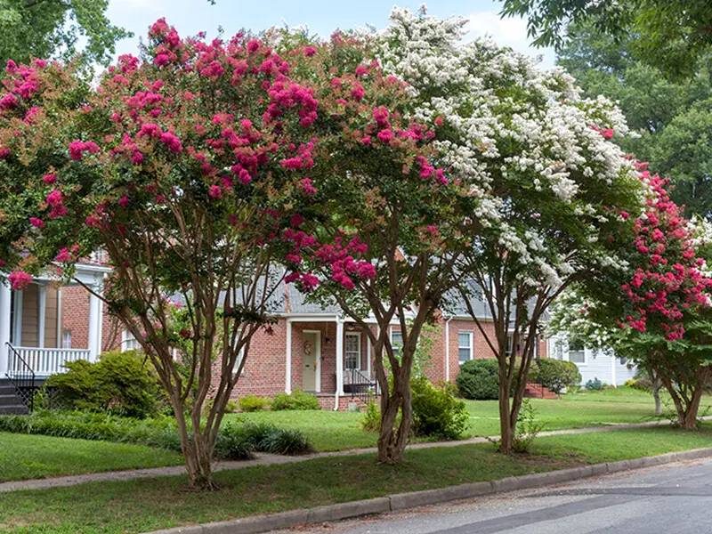 How-and-when-to-prune-your-crape-myrtle