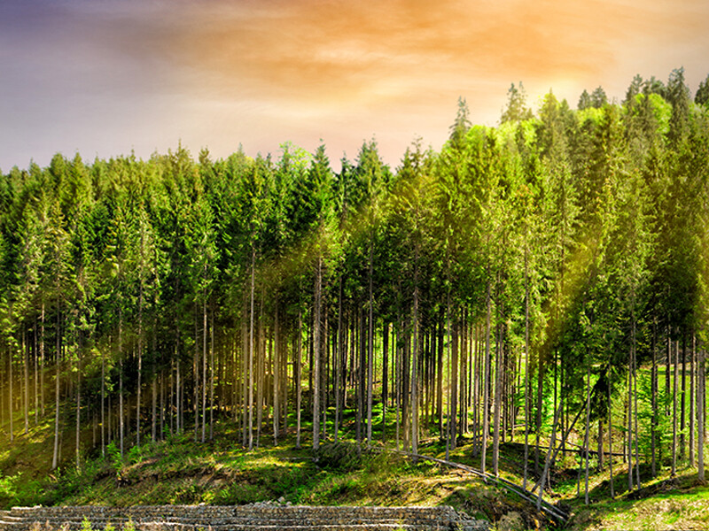 Weyerhaeuser-practicing-sustainable-forestry